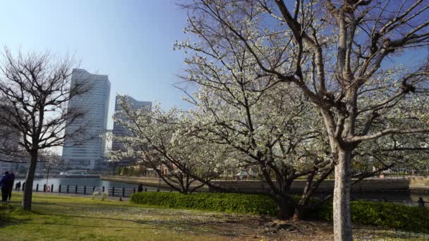Yokohama Giappone Marzo 2019 Scenario Della Passeggiata Kishamichi Con Fiori — Video Stock