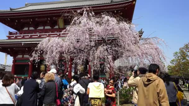 Tokio Japan März 2019 Frühlingskirschblüten Hozomon Tor Des Sensoji Tempels — Stockvideo