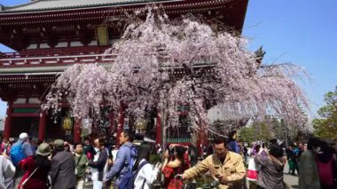 TOKYO, JAPONYA - 27 Mart 2019: Sensoji Tapınağı Hozomon Kapısı 'nda bahar kiraz çiçekleri, Tokyo, Japonya