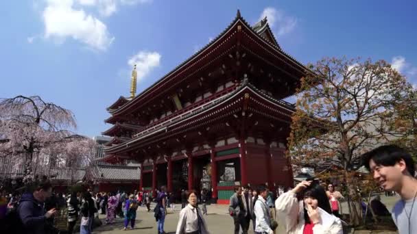 Tokyo Japan Maart 2019 Onbekenden Bezoeken Sensoji Tempel Met Kersenbloesem — Stockvideo