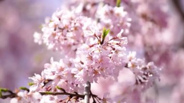 güzel sakura, kiraz çiçeği Tokyo, Japonya 'da