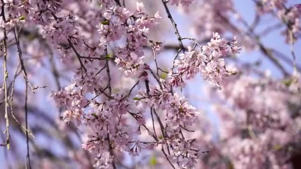 Vacker Sakura Körsbärsblomma Tokyo Japan — Stockvideo