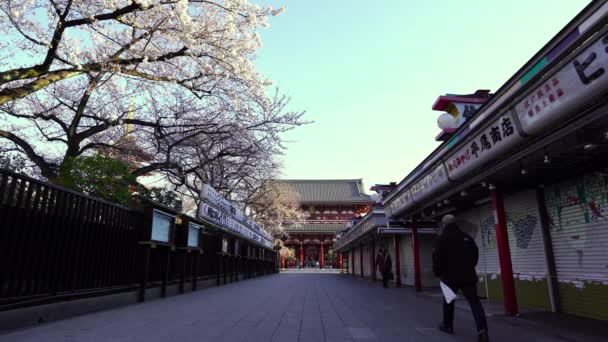 Spring Kersenbloesems Bij Sensoji Temple Hozomon Gate Met Onbekende Toerist — Stockvideo