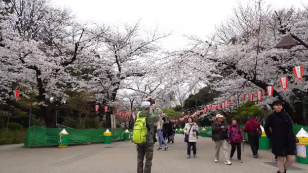 Tokyo Japonyan Mart 2019 Ueno Park Kiraz Çiçeği Festivali Ueno — Stok video