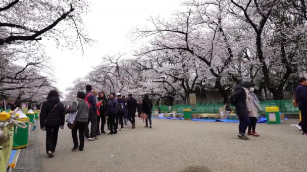 Tokyo Japonyan Mart 2019 Ueno Park Kiraz Çiçeği Festivali Ueno — Stok video