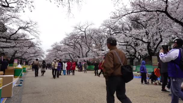 Tokyo Japonyan Mart 2019 Ueno Park Kiraz Çiçeği Festivali Ueno — Stok video
