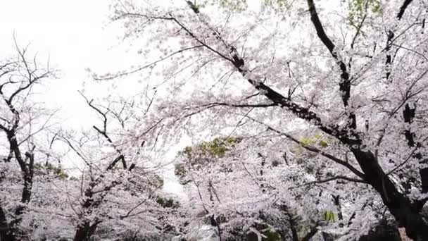 Tokyo Japonyan Mart 2019 Ueno Park Kiraz Çiçeği Festivali Ueno — Stok video