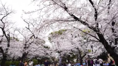 TOKYO, JAPONYAN - 29 Mart 2019 Ueno Park 'ta kiraz çiçeği festivali. Ueno Park eğlenmek için en iyi yerlerden biridir.