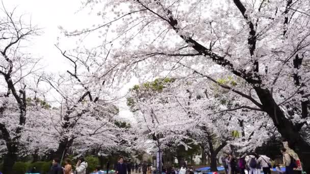 Tokyo Japonyan Mart 2019 Ueno Park Kiraz Çiçeği Festivali Ueno — Stok video