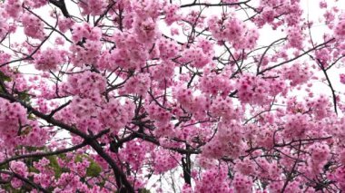 Güzel Sakura, kiraz çiçeği bahar mevsiminde