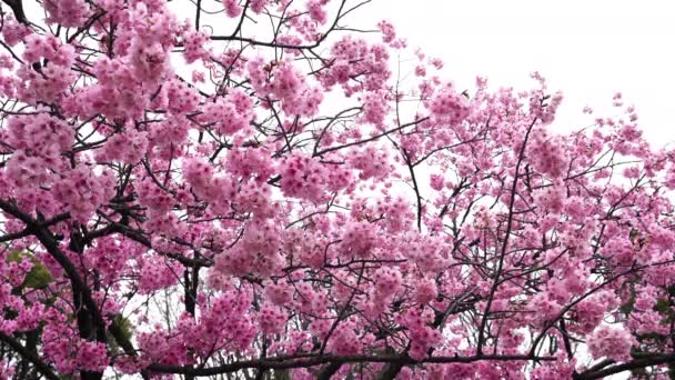 Όμορφη Sakura Cherry Blossom Λουλούδι Την Άνοιξη — Αρχείο Βίντεο