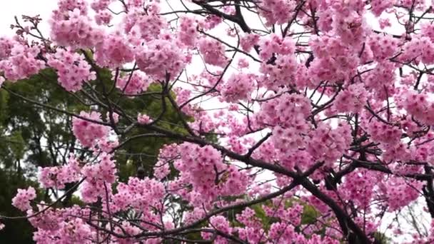 Schwenk Aufnahme Der Schönen Sakura Kirschblütenblume Frühling — Stockvideo