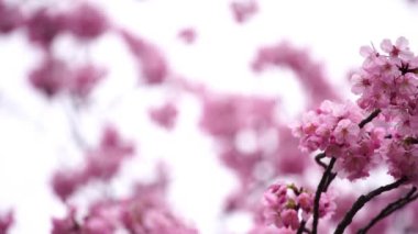 Bahar mevsiminde güzel Sakura ve kiraz çiçeği tomurcukları.