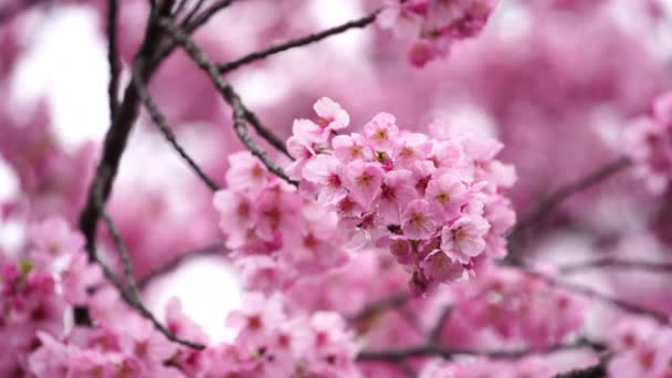Hermosa Sakura Flor Cerezo Temporada Primavera — Vídeo de stock