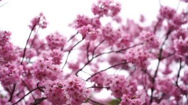 Bahar mevsiminde güzel Sakura ve kiraz çiçeği tomurcukları.