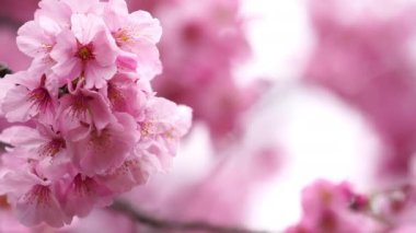 Güzel Sakura, kiraz çiçeği bahar mevsiminde