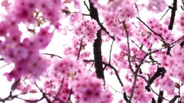 Güzel Sakura, kiraz çiçeği bahar mevsiminde