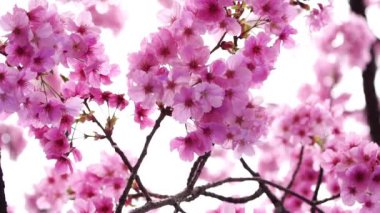 Bahar mevsiminde güzel Sakura ve kiraz çiçeği tomurcukları.