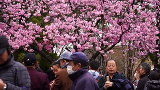 Tokio Japan März 2019 Kirschblütenfest Ueno Park Ueno Park Ist — Stockvideo