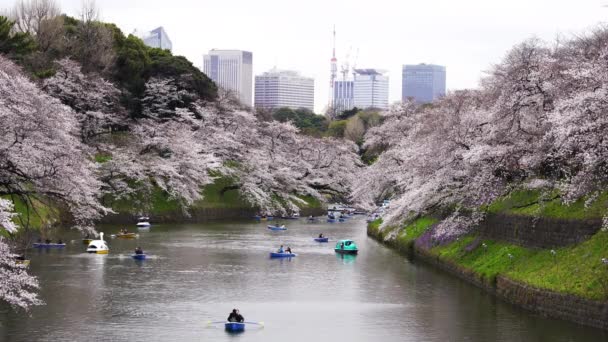 Tokyo Giappone Marzo 2019 Festa Dei Fiori Ciliegio Parco Chidorigafuchi — Video Stock