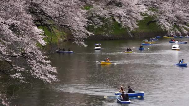 Tokyo Japan March 2019 Chidorigafuchi 공원의 치도리가 공원은 공원을 즐기기에 — 비디오