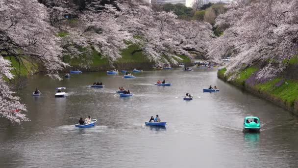 Tokyo Japonya Mart 2019 Chidorigafuchi Park Kiraz Çiçeği Festivali Chidorigafuchi — Stok video