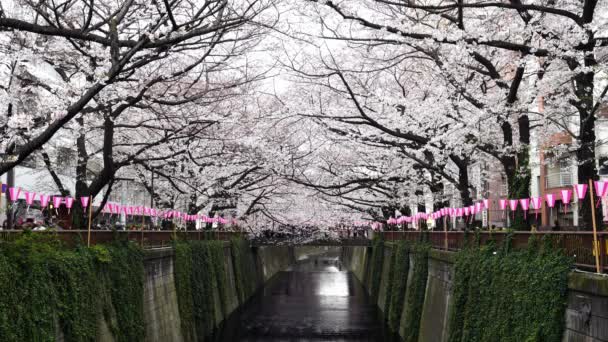 Tokyo Giappone Marzo 2019 Festa Dei Fiori Ciliegio Piena Fioritura — Video Stock