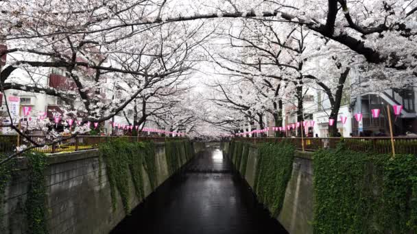 Tokyo Japan Maart 2019 Kersenbloesemfestival Volle Bloei Bij Meguro River — Stockvideo