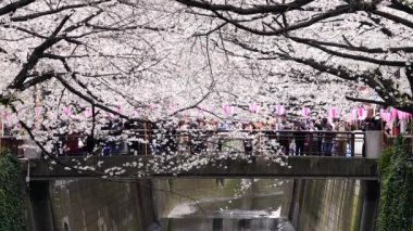 TOKYO, JAPONYAN - 29 Mart 2019 Meguro Nehri 'nde kiraz çiçeği festivali başladı. Meguro Nehri eğlenmek için en iyi yerlerden biridir.