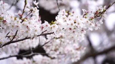 Güzel Sakura, kiraz çiçeği bahar mevsiminde