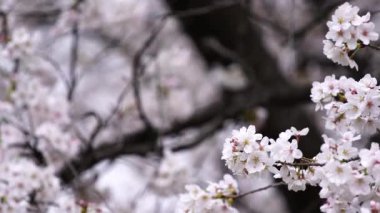 Bahar mevsiminde güzel Sakura ve kiraz çiçeği tomurcukları.
