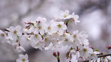 Güzel Sakura, kiraz çiçeği bahar mevsiminde