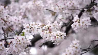 Güzel Sakura, kiraz çiçeği bahar mevsiminde