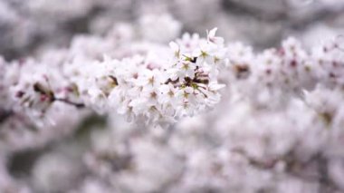 Güzel Sakura, kiraz çiçeği bahar mevsiminde