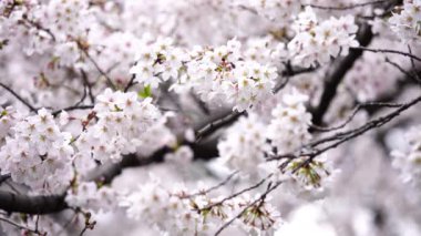 Bahar mevsiminde güzel Sakura ve kiraz çiçeği tomurcukları.