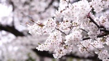 Güzel Sakura, kiraz çiçeği bahar mevsiminde
