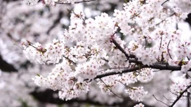 Bahar mevsiminde güzel Sakura ve kiraz çiçeği tomurcukları.