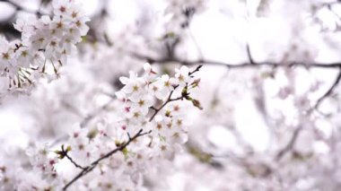 Güzel Sakura, kiraz çiçeği bahar mevsiminde
