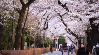 TOKYO, JAPONYAN - 29 Mart 2019 Aoyama Mezarlığı 'nda kiraz çiçeği festivali. Aoyama Mezarlığı bahar mevsiminde popüler bir yerdir.