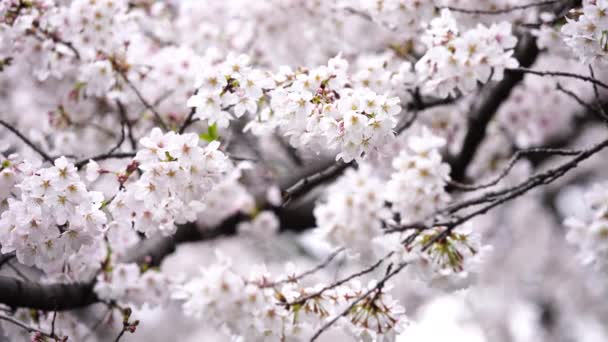 Tiro Panorámico Hermosa Sakura Flor Cerezo Temporada Primavera — Vídeos de Stock