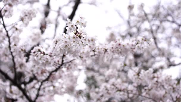 Bela Sakura Flor Cerejeira Flor Estação Primavera — Vídeo de Stock