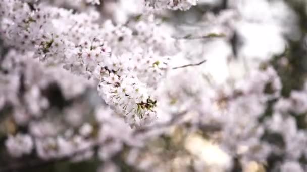 Beautiful Sakura Cherry Blossom Flower Sunlight Spring Season — Stock Video