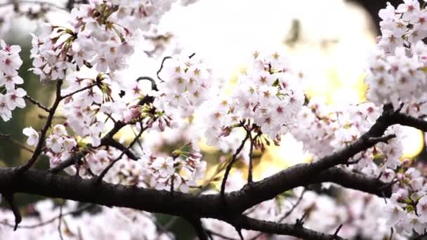 Hermosa Sakura Flor Cerezo Con Luz Del Sol Temporada Primavera — Vídeos de Stock