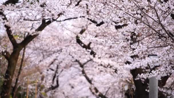 Bellissimo Sakura Fiore Ciliegio Con Luce Solare Nella Stagione Primaverile — Video Stock