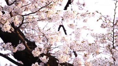 Güzel Sakura, kiraz çiçeği bahar mevsiminde güneş ışığıyla