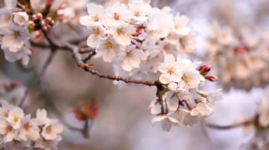 Güzel Sakura, kiraz çiçeği bahar mevsiminde güneş ışığıyla