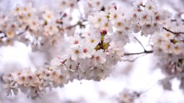 Güzel Sakura, kiraz çiçeği bahar mevsiminde güneş ışığıyla