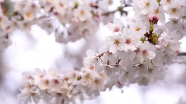 Krásná Sakura Květ Třešňových Květů Slunečním Svitem Jaře — Stock video