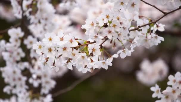 Schöne Sakura Kirschblütenblume Mit Sonnenlicht Frühling — Stockvideo