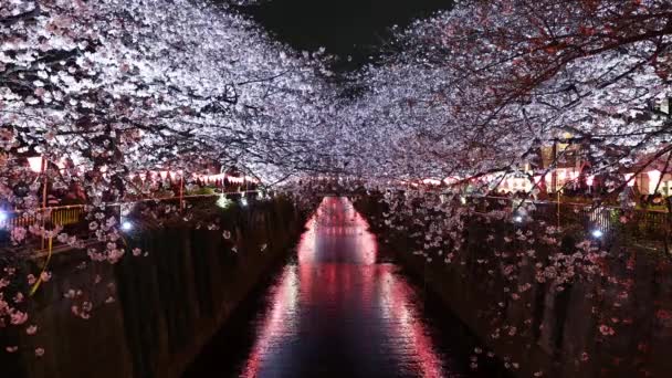 日本东京Meguro河 美丽的樱花 夜间有光的樱花 — 图库视频影像